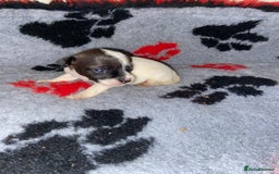 Jack Russell dogs for sale: Jack Russell puppies *SHORT LEGGED* - Advert 9