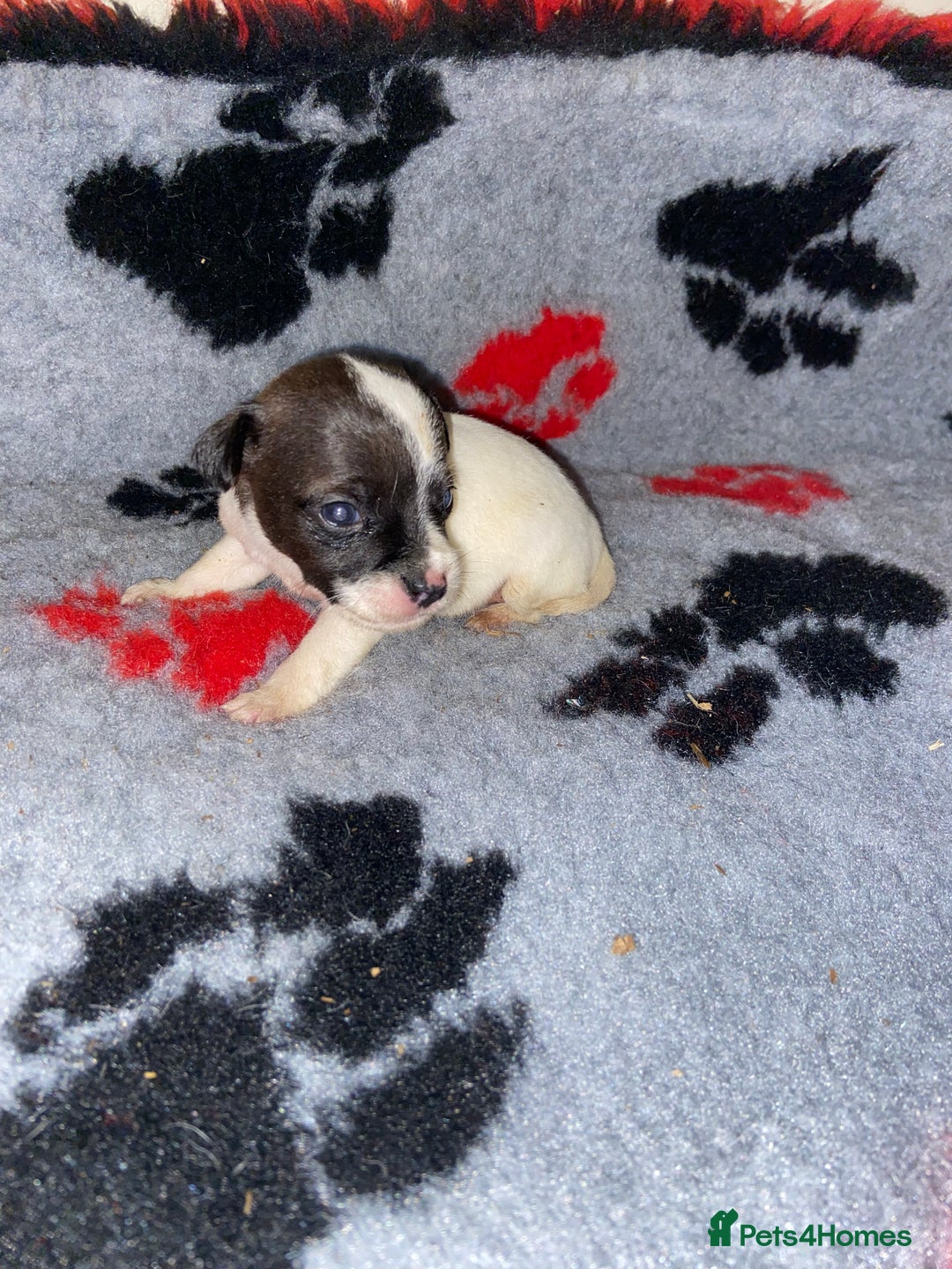 Jack Russell dogs for sale: Jack Russell puppies *SHORT LEGGED* - Advert 9