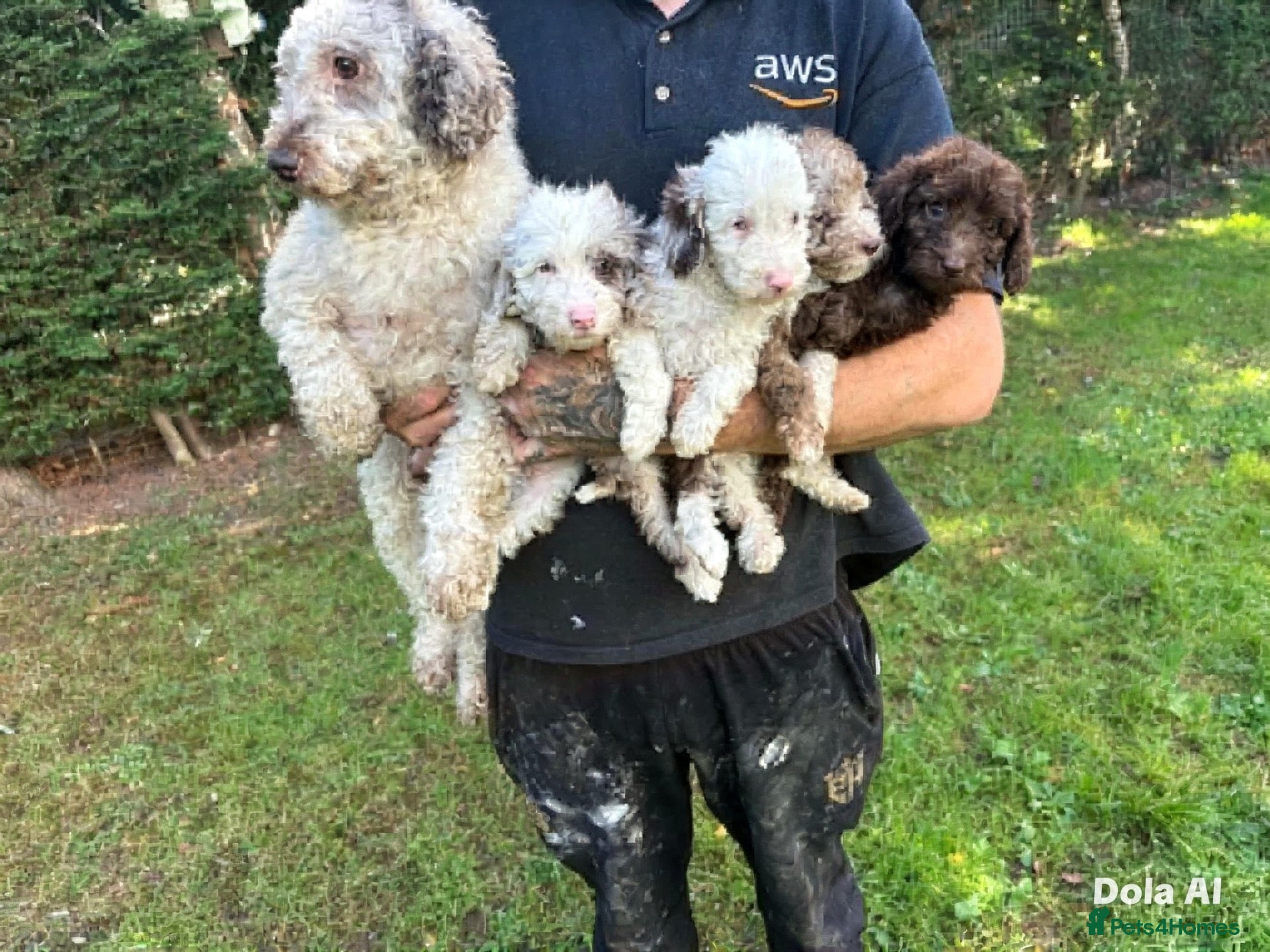 Mixed Breed dogs Stunning Miniature Merle Poodles - Advert 1