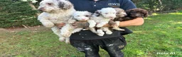 Mixed Breed dogs for sale: Stunning Miniature Merle Poodles - Advert 1