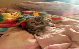 Scottish Fold cats for sale: Perfect Scottish fold x BSH kittens! - Image 8