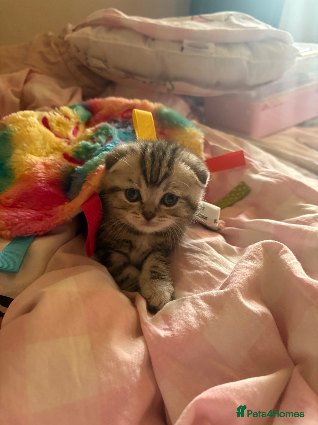 Scottish Fold cats for sale: Perfect Scottish fold x BSH kittens! - Image 8