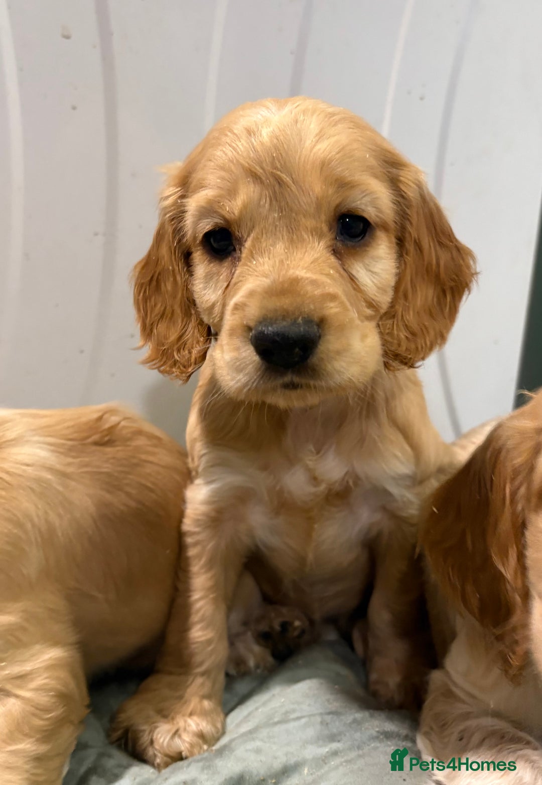 Cocker Spaniel dogs for sale: Cocker Spaniel Litter - Advert 4