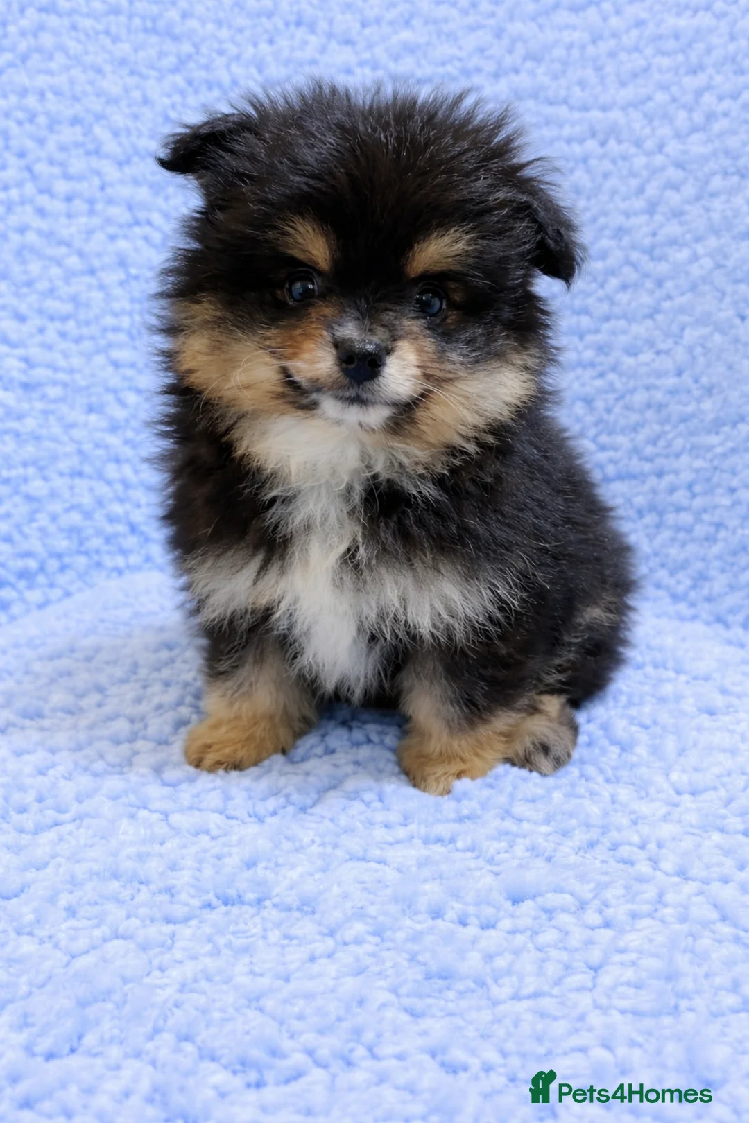 Pomeranian dogs for sale: Pomeranian puppies are available now in Newcastle upon Tyne - Advert 2