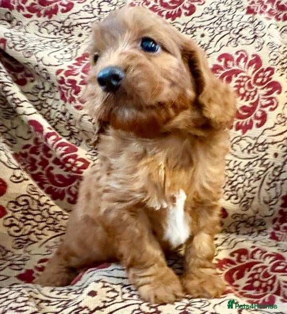 Cockapoo dogs Adorable Cockerpoos Pedigree Health Tested Parents - Advert 6