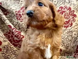 Cockapoo dogs Adorable Cockerpoos Pedigree Health Tested Parents - Advert 2