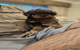 Cockapoo dogs for sale: Beautiful Toy f2 Cockapoos  - Image 9