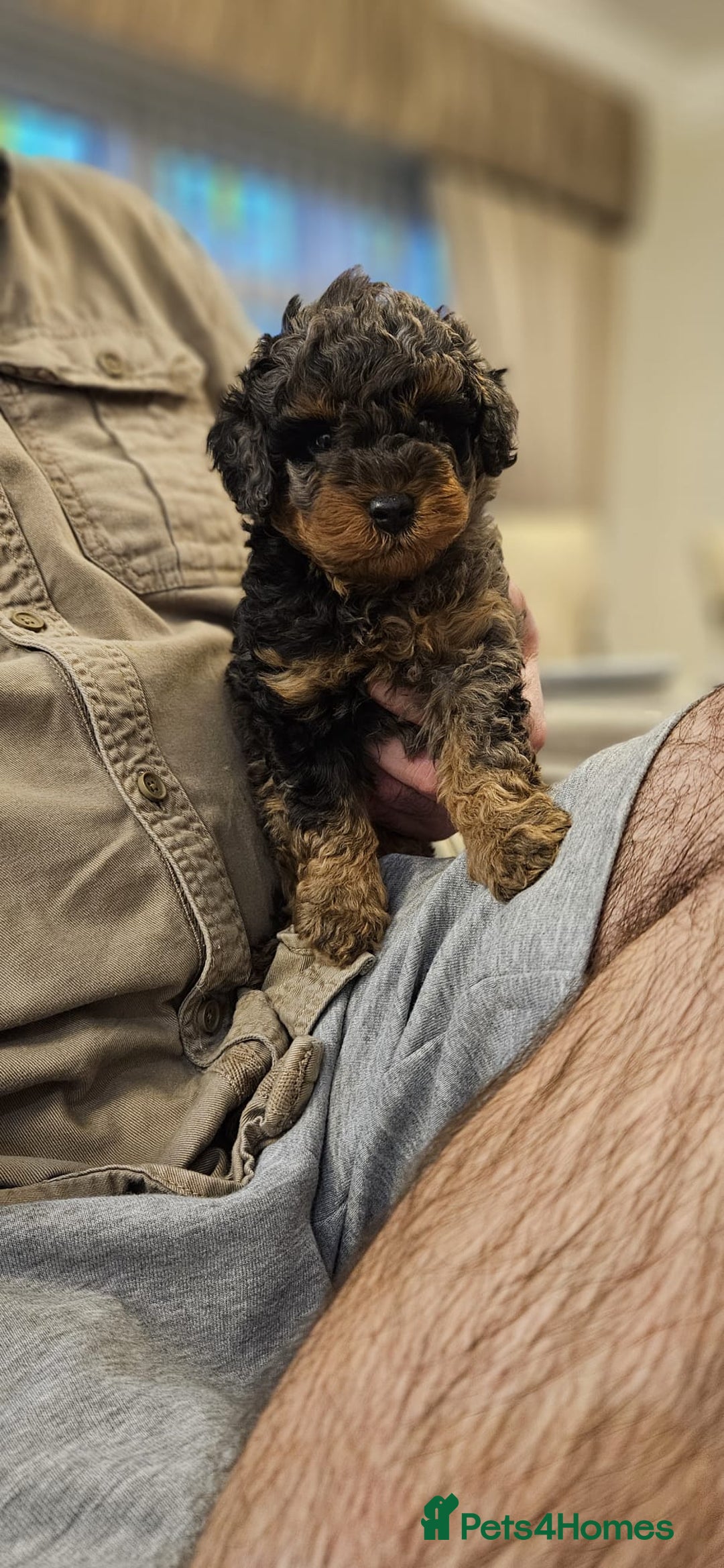 Cockapoo dogs for sale: Beautiful Toy f2 Cockapoos  - Image 9