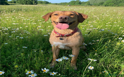 Labrador Retriever dogs for sale: Beautiful Labrador Retriever puppies - Image 7