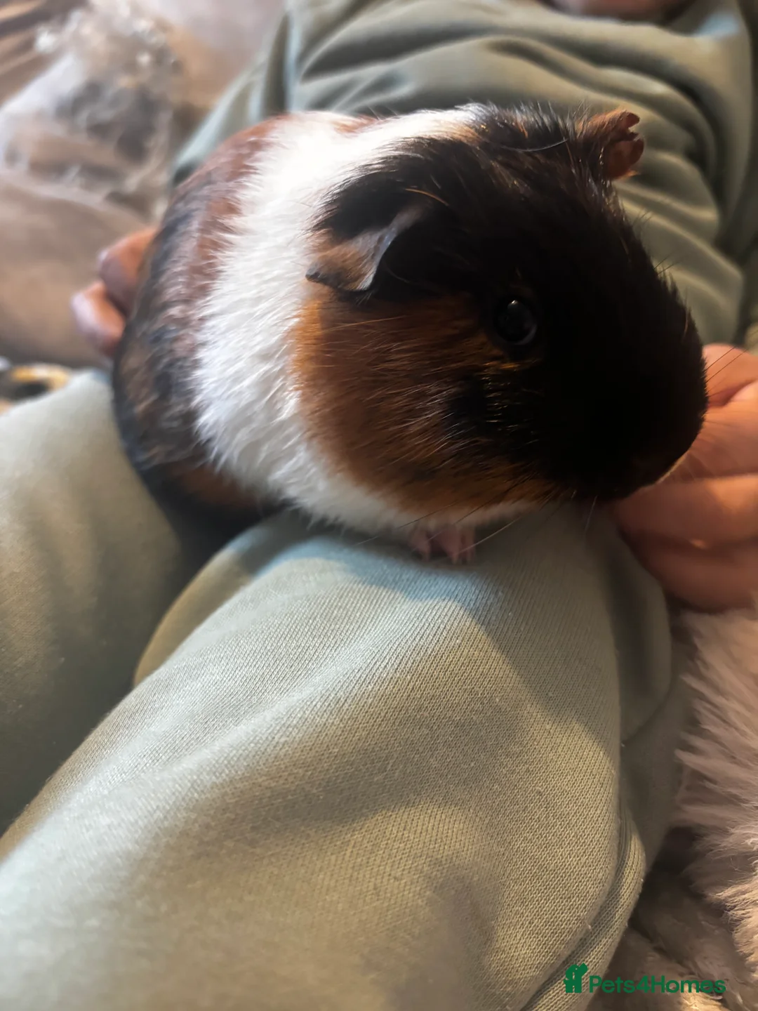 Guinea Pig rodents for sale: Male guinea pig  - Advert 6