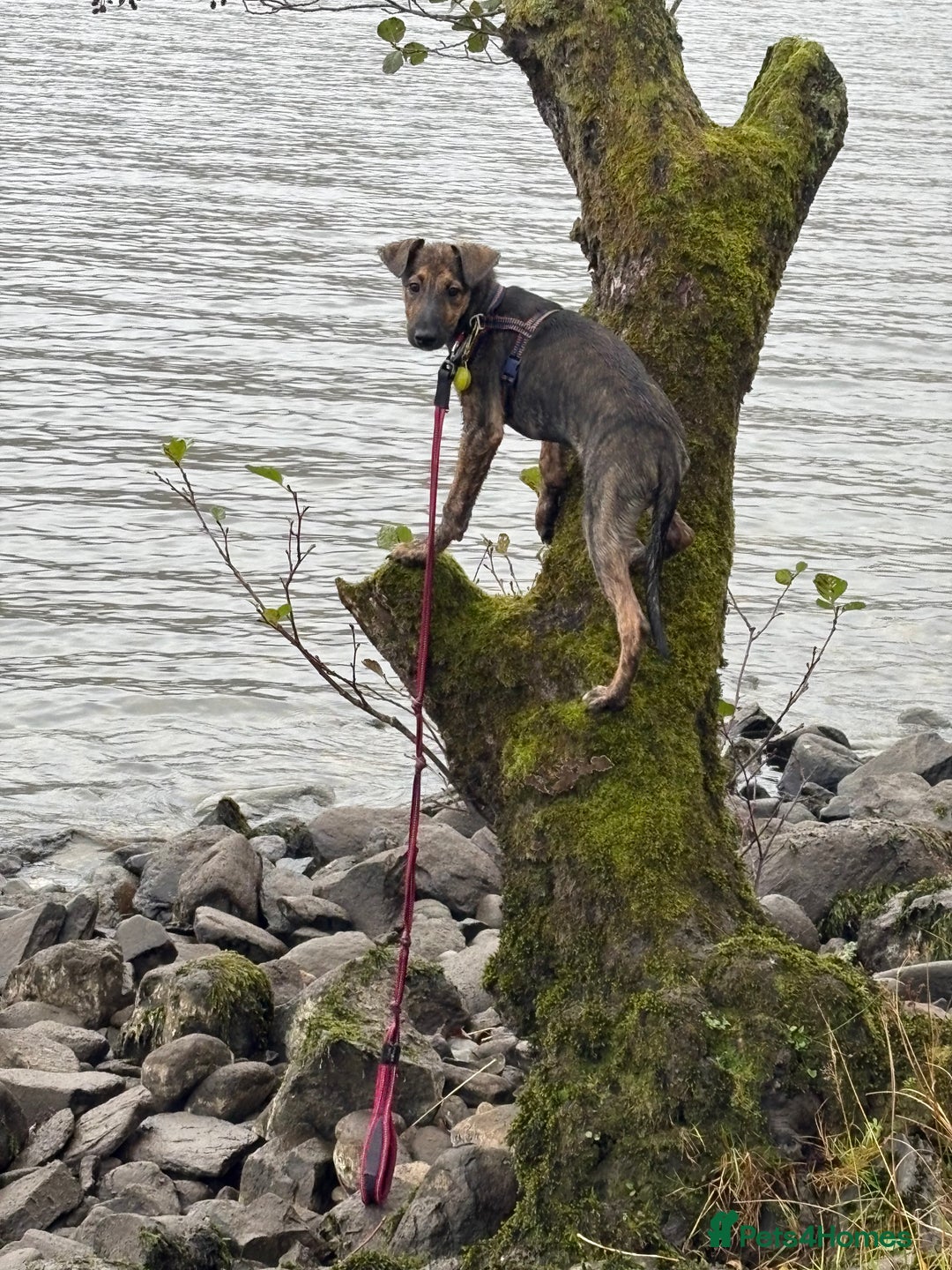 Mixed Breed dogs for sale: Meet Doobie - Advert 4