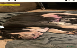 English Bulldog dogs for sale: Grey Merle male english bulldog puppy - Image 39