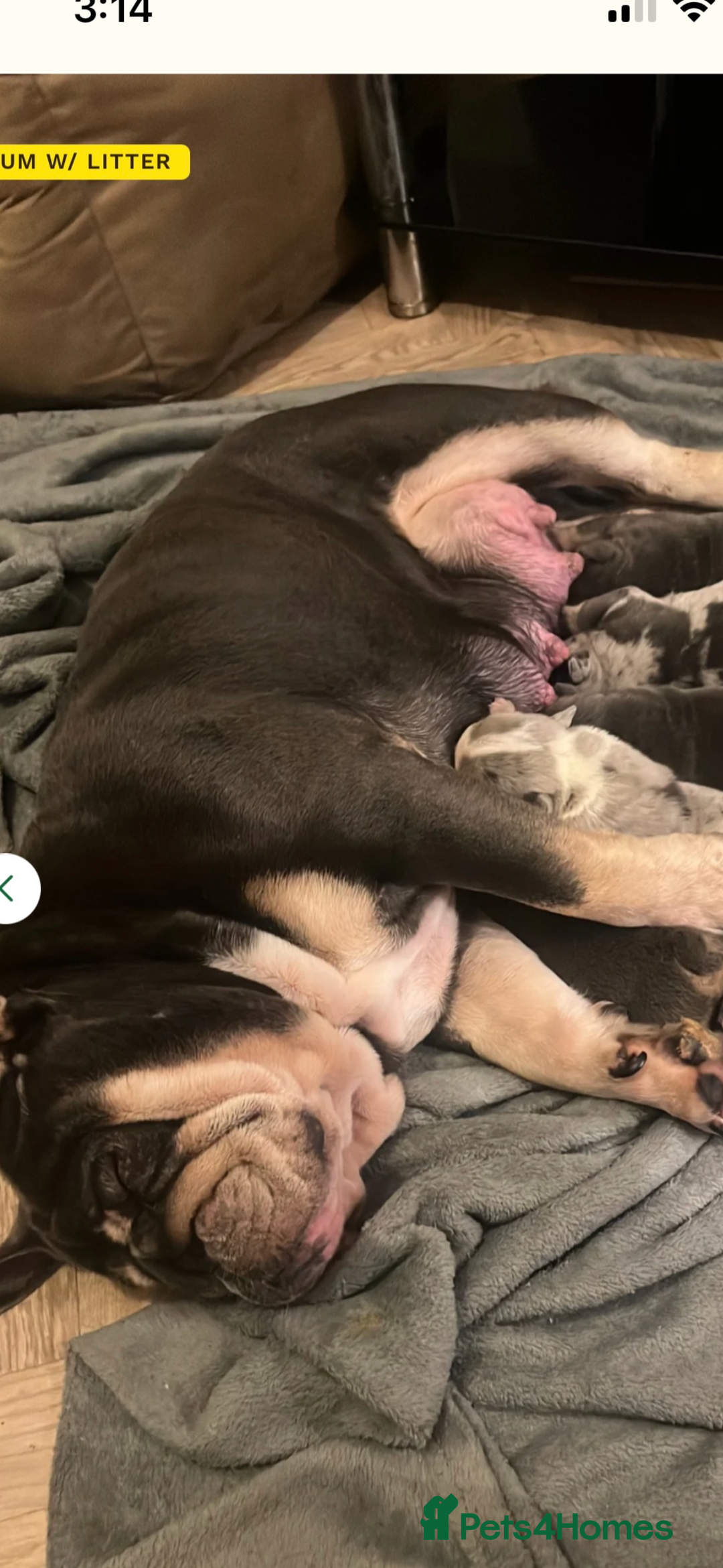 English Bulldog dogs for sale: Grey Merle male english bulldog puppy - Image 39