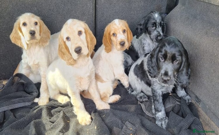 Cocker Spaniel dogs - Advert 3