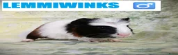 Guinea Pig rodents for sale: 🐹 8 Baby Guinea Pigs ❤️ - Advert 3