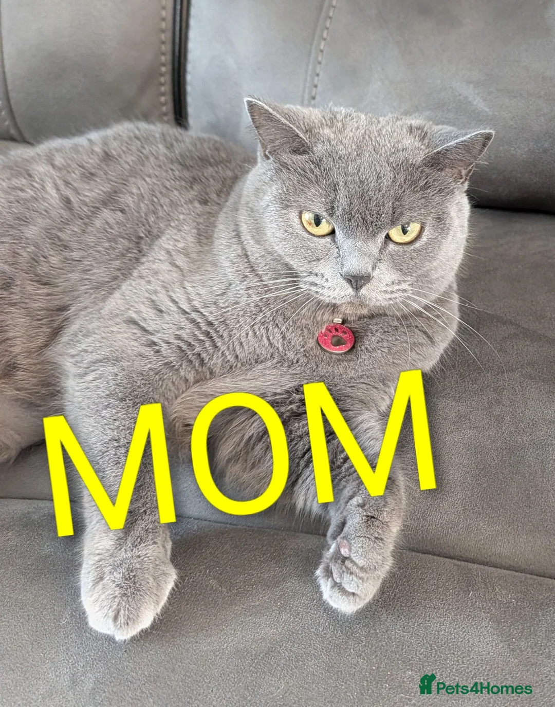 British Shorthair cats for sale: Beautiful BSH-kittens-Ready for Their New Homes - Advert 1