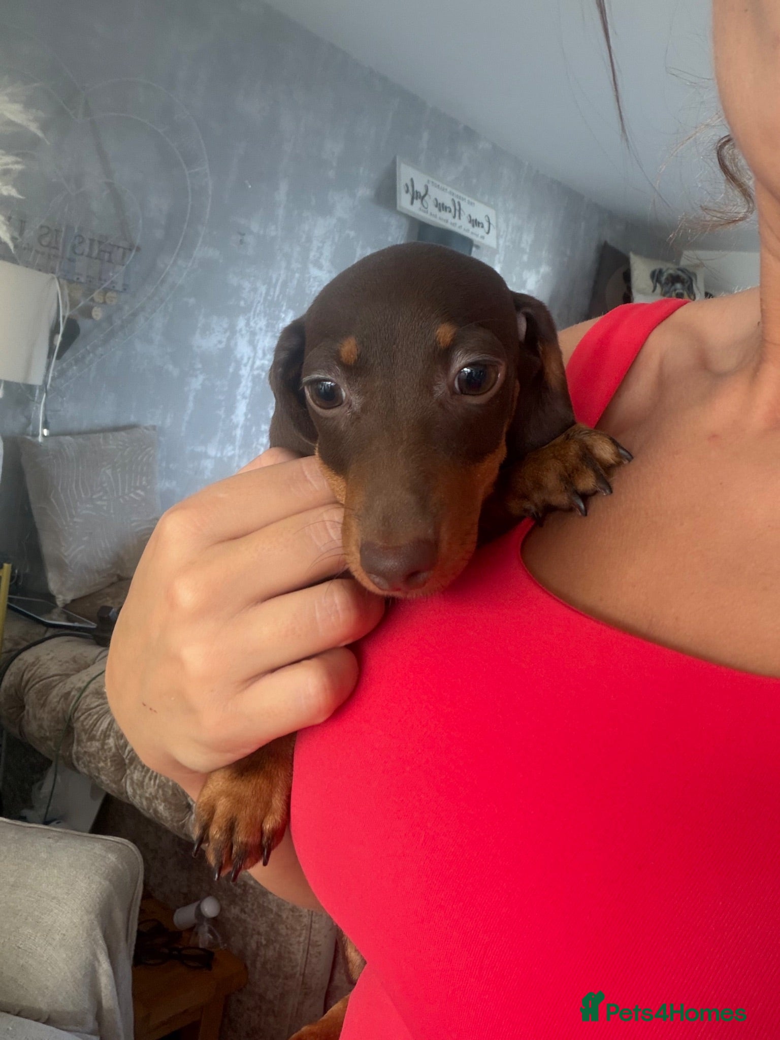 Miniature Dachshund dogs Miniature dachshund puppies reduced  - Advert 1