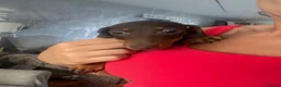 Miniature Dachshund dogs for sale: Miniature dachshund puppies reduced  - Advert 12