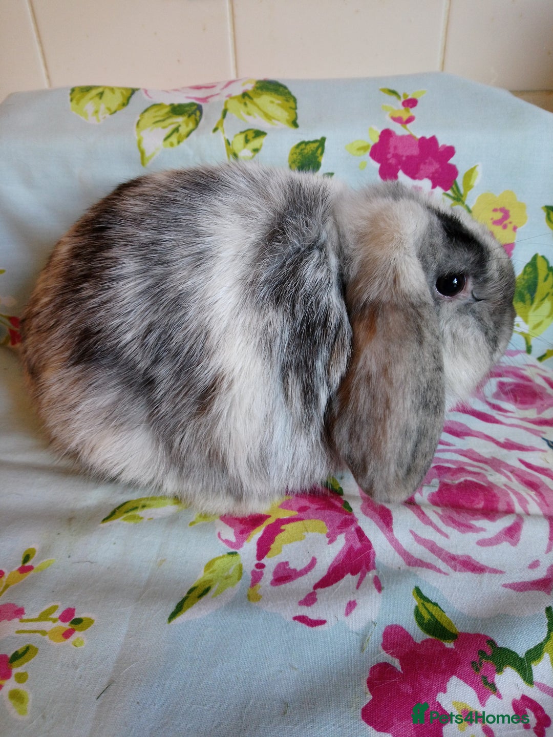 Mini Lop rabbits for sale: Pedigree Mini Lops - Advert 17