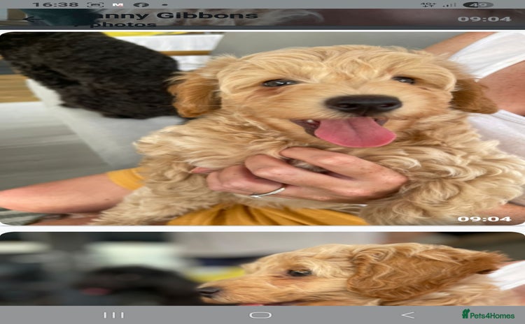 Cockapoo dogs - Advert 16