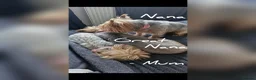 Yorkshire Terrier dogs for sale: F1 stunning purebred yorkshire terriers pup's ❤️💙 - Advert 23