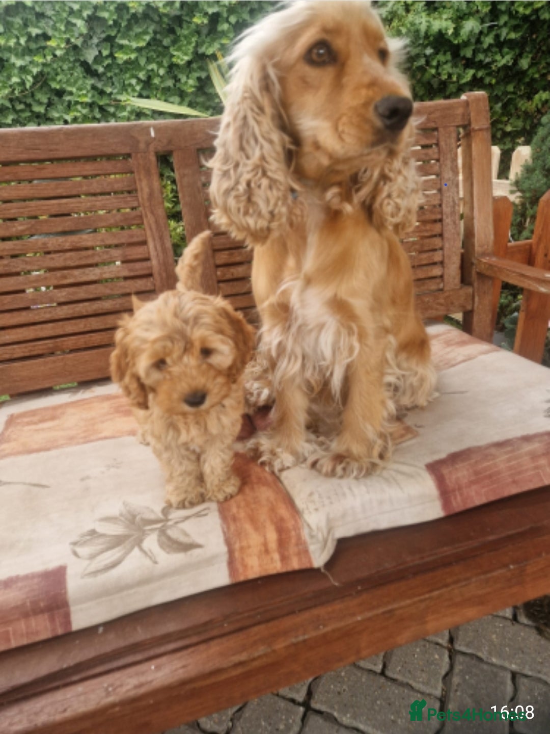 Cockapoo dogs for sale: Cockapoo for sale  - Image 8