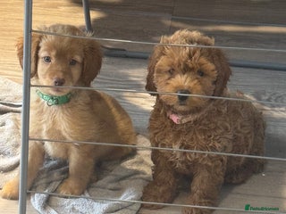 Cockapoo dogs 1 Girl left - READY TO LEAVE. - Advert 11