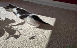Mixed Breed cats for sale: Adorable Black & White Kittens - Image 25