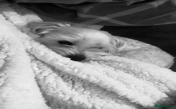 Bichon Frise dogs i wanna stud my dog - Advert 7