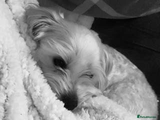 Bichon Frise dogs i wanna stud my dog - Advert 18