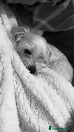 Bichon Frise dogs i wanna stud my dog - Advert 1