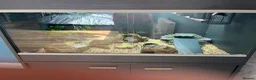 Leopard Gecko reptiles for sale: Leopard Gecko with vivarium and full set up in Milton Keynes - Advert 8