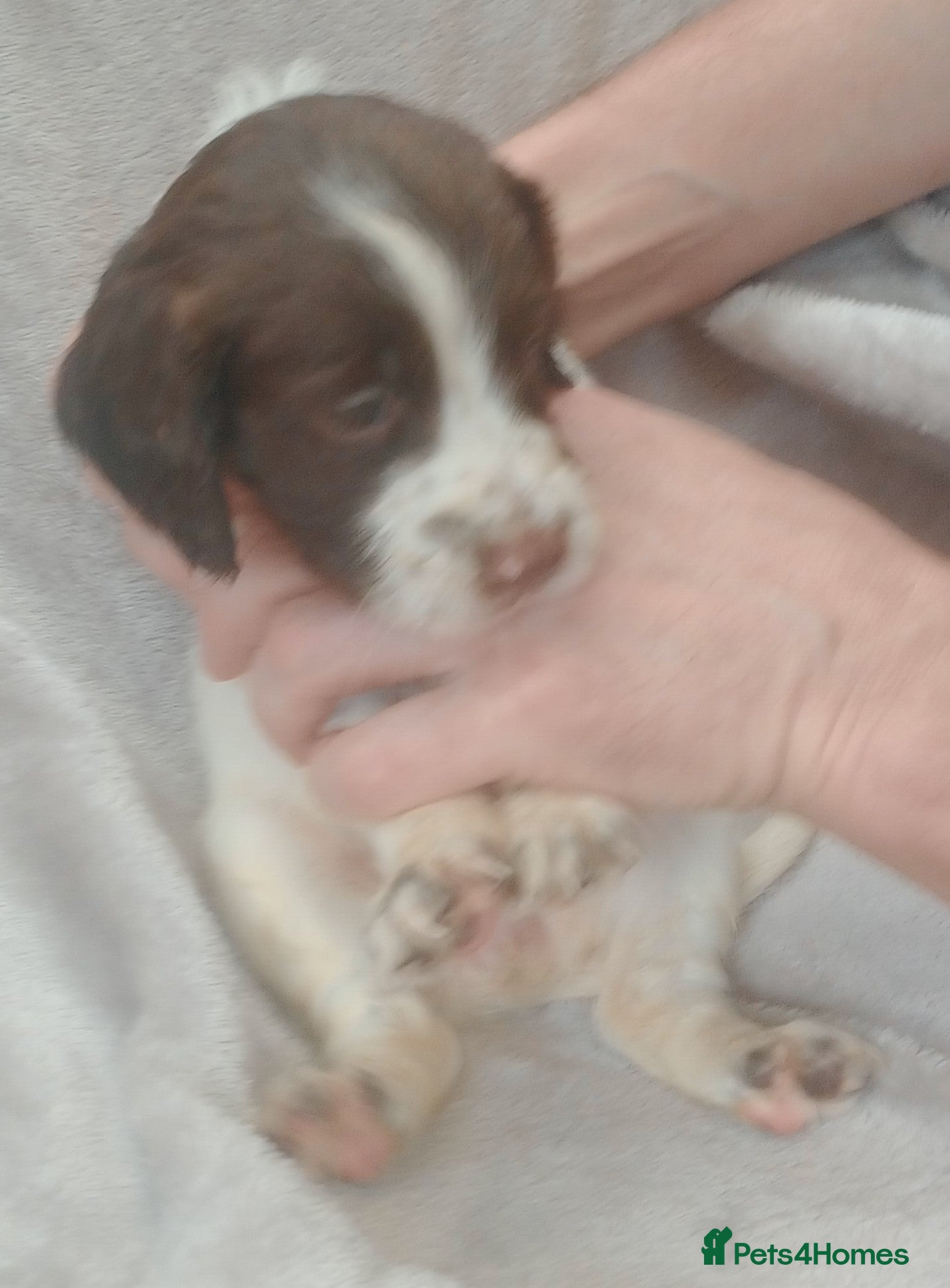 Sprocker dogs Sprocker puppies  - Advert 2