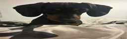 Miniature Dachshund dogs for sale: male miniature dachshund  in Barnsley - Advert 3