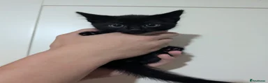 Domestic Shorthair 1