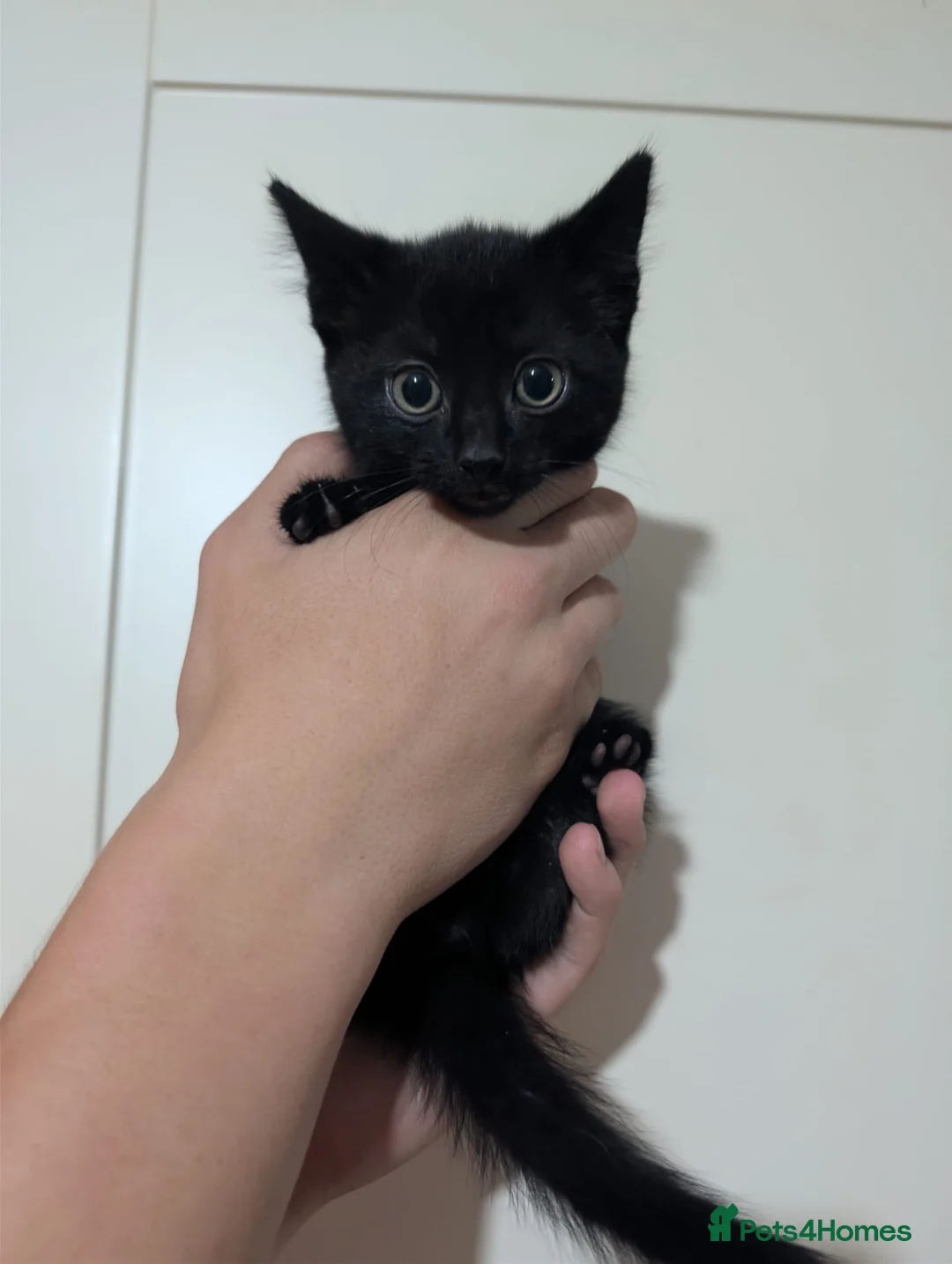 Domestic Shorthair cats for sale: 5 Kittens available  - Advert 11