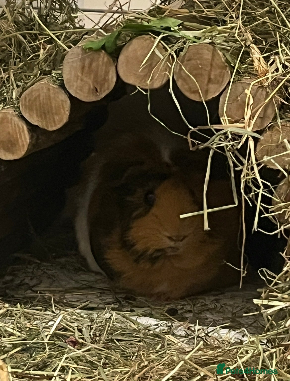 Guinea Pig rodents 2 gorgeous females for sale  - Advert 2