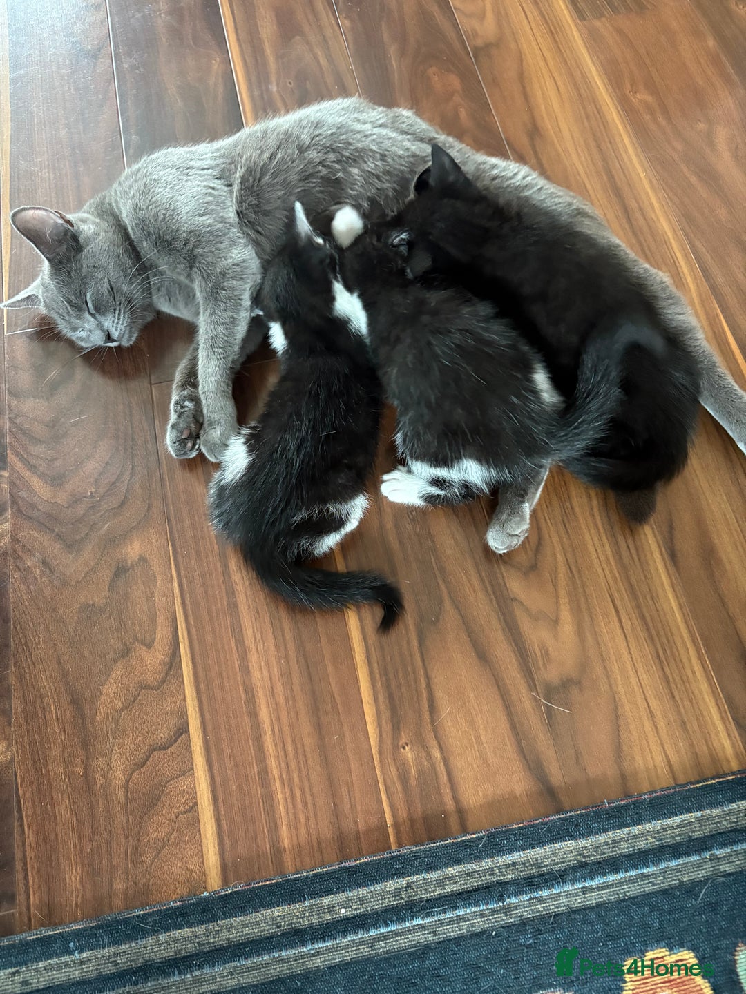 British Shorthair cats for sale: Forever home required  - Image 3