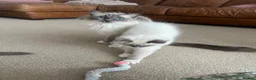 Ragdoll cats for sale: Ragdoll Kittens - Advert 4