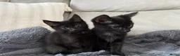 Mixed Breed cats for sale: 12 week old kittens  in Nelson - Advert 9