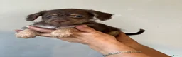 Patterjack dogs for sale: 3/4 jack Russel pups looking for new homes - Advert 5