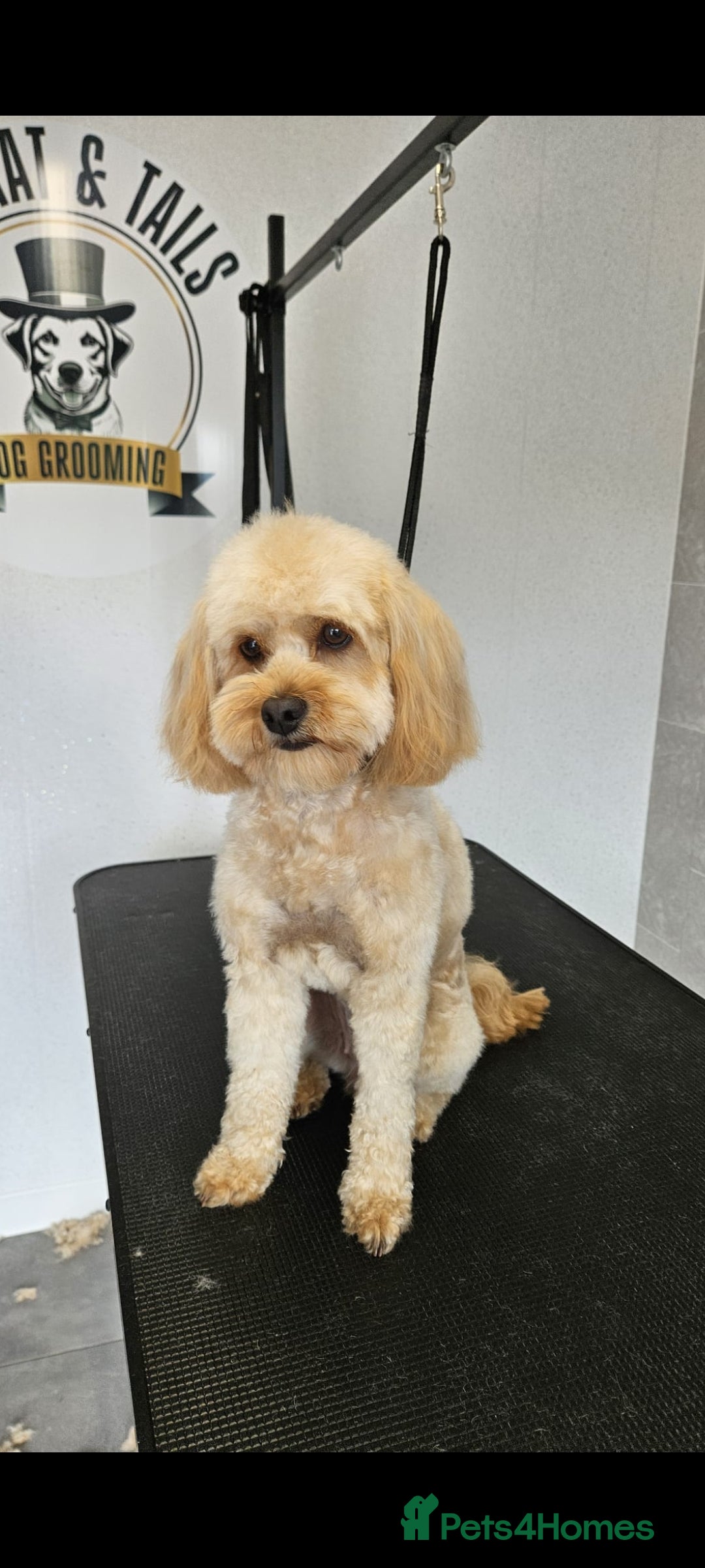 Cavapoo dogs for sale: Adorable mini Cavapoo puppies F1bb - Advert 9