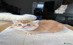 British Shorthair cats for sale: GCCF BSH Last Chocolate Golden Female Kitten Left - Image 24