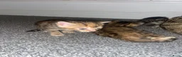 Bengal cats for sale: Bengal&Ginger Tabby mix  - Advert 8