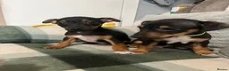 Jack Russell dogs for sale: 2 chocolate tannedboys left!!!  - Advert 4