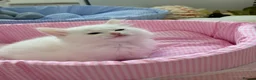 Munchkin cats for sale: Turkish Angora x Munchkin male and female  - Advert 13