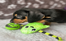 Dachshund dogs for sale: Beautiful Dachshund Puppies Ready to go 8th Nov  - Image 23