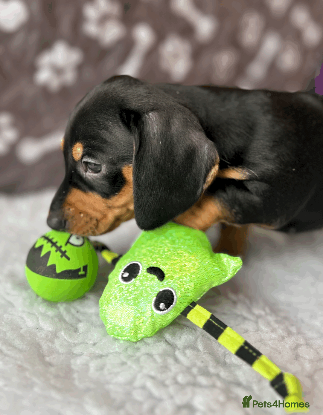 Dachshund dogs for sale: Beautiful Dachshund Puppies Ready to go 8th Nov  - Image 23