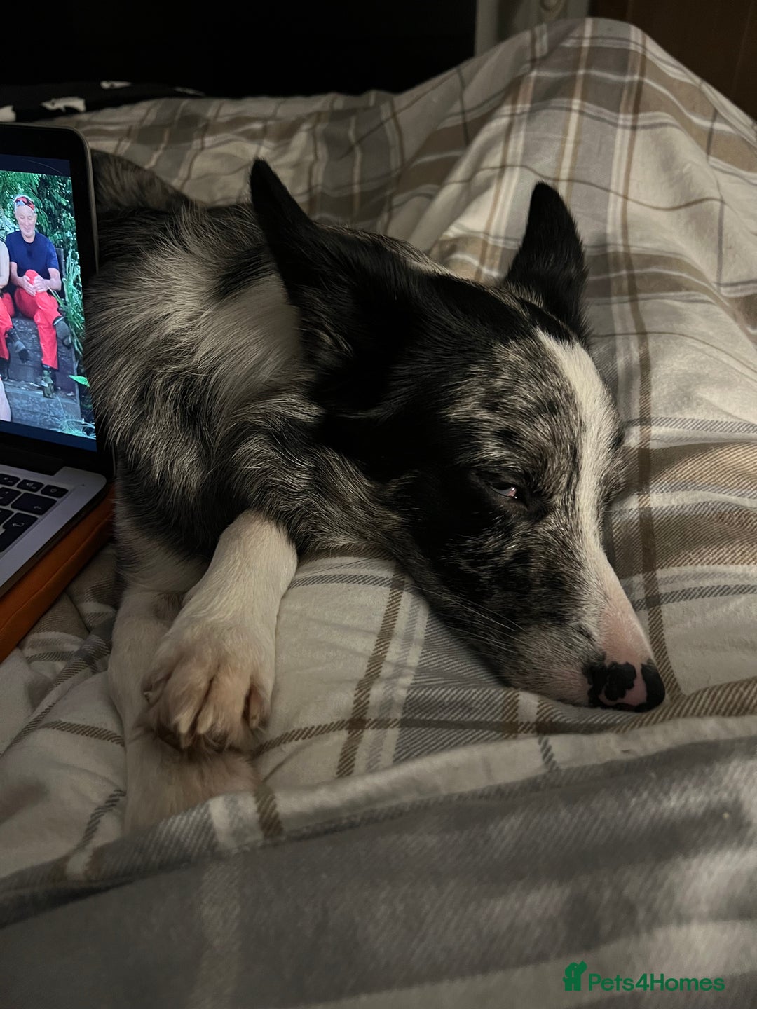 Border Collie dogs for sale: Merle border collie male  - Advert 8