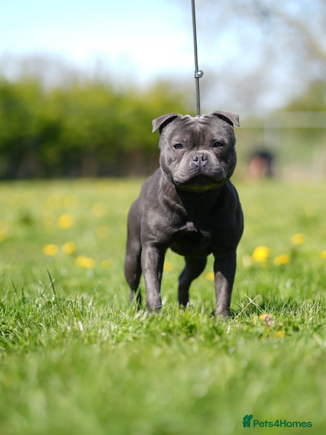 Staffordshire Bull Terrier dogs for stud: Highly health tested blue Stafford stud in Manchester - Advert 6